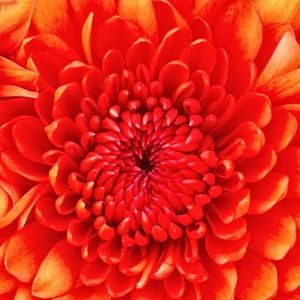 Meet your Posher, Atara